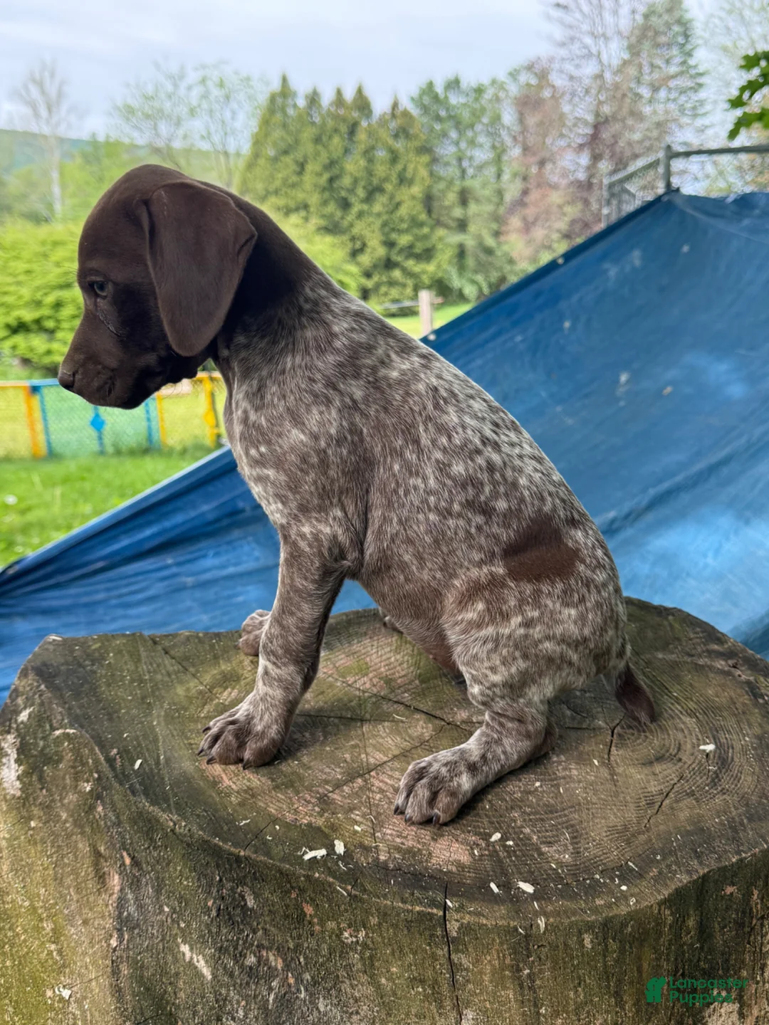 German Shorthaired Pointer dogs for sale: Gloria - Ad 2