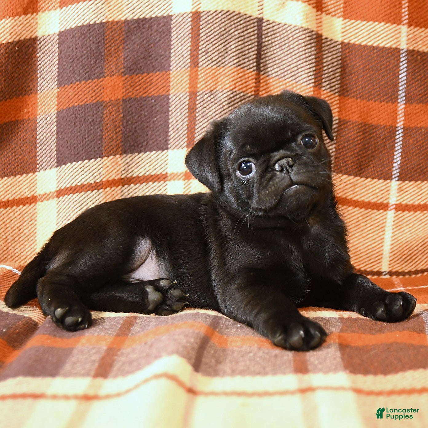 Pug dogs Bandit - Ad 2