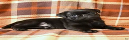 Pug dogs for sale: Bandit - Ad 2