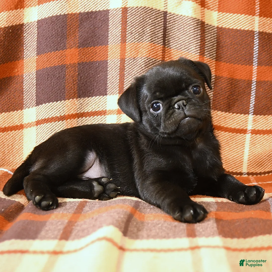 Pug dogs for sale: Bandit - Ad 2