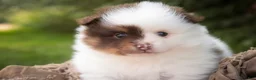 Pomeranian dogs for sale: Kibbles Pomeranian  - Ad 1