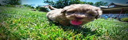 Havapoo dogs for sale: Innocent - Ad 20