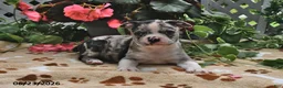 Boston Terrier dogs for sale: Lloyd - Ad 4