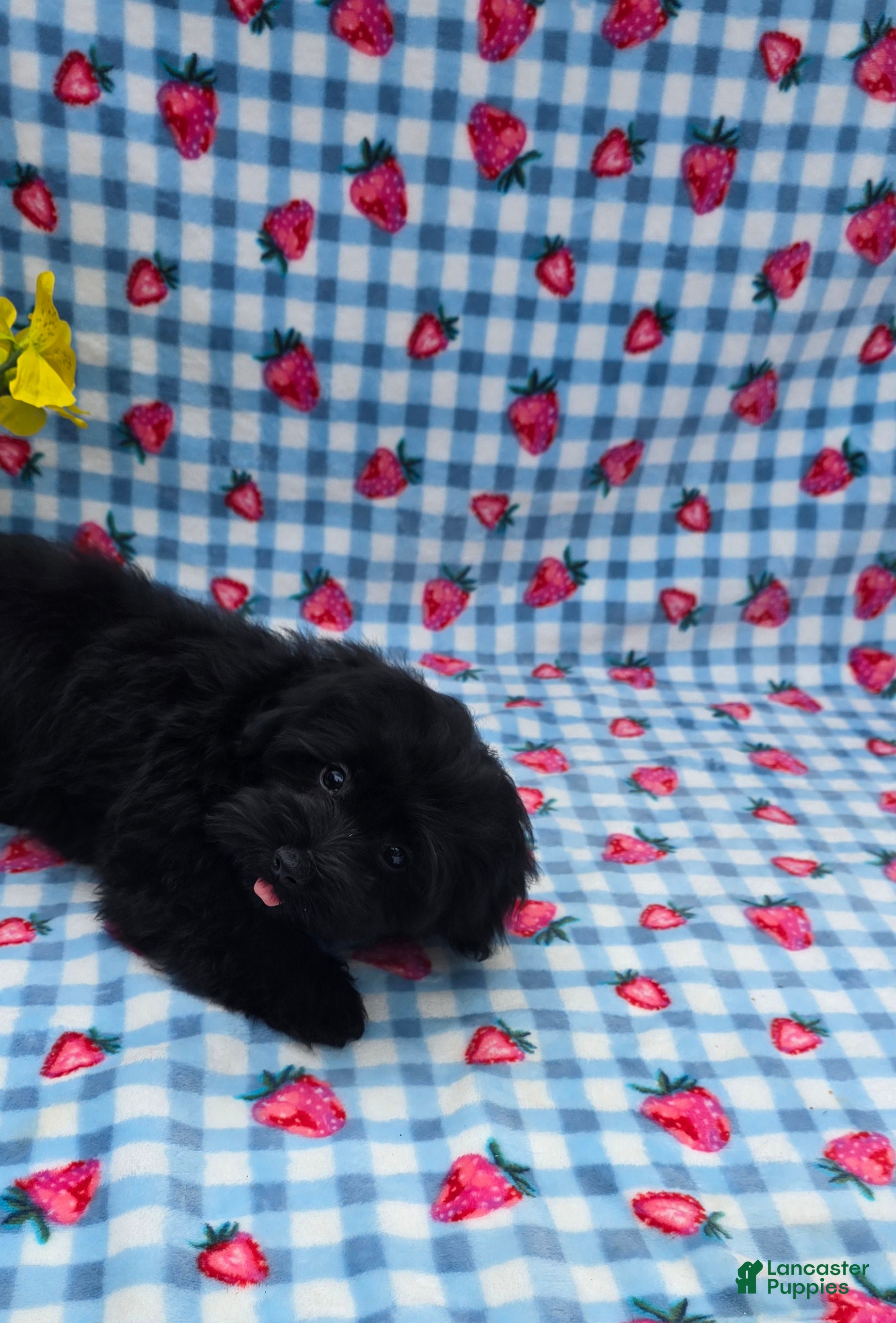 Maltipoo dogs Kaymoi  - Ad 2