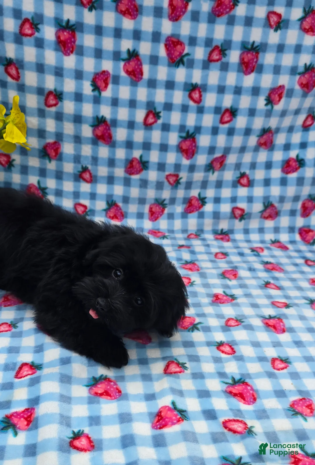Maltipoo dogs for sale: Kaymoi  - Ad 2