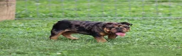 English Bulldog dogs for sale: English Bulldog 1 - Ad 3