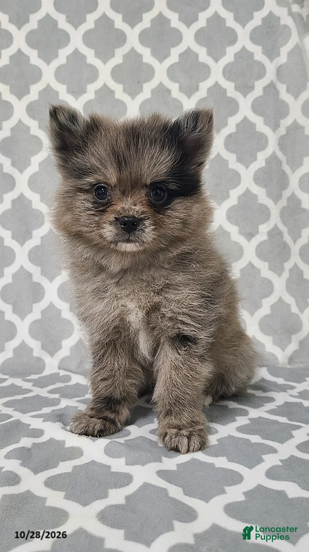 Pomeranian dogs for sale: Karson - Ad 4