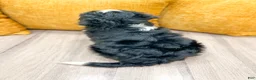 Mini Bernedoodle dogs for sale: King - Ad 5