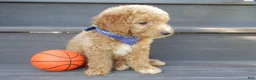 Mini Goldendoodle dogs for sale: Mason (medium) - Ad 5