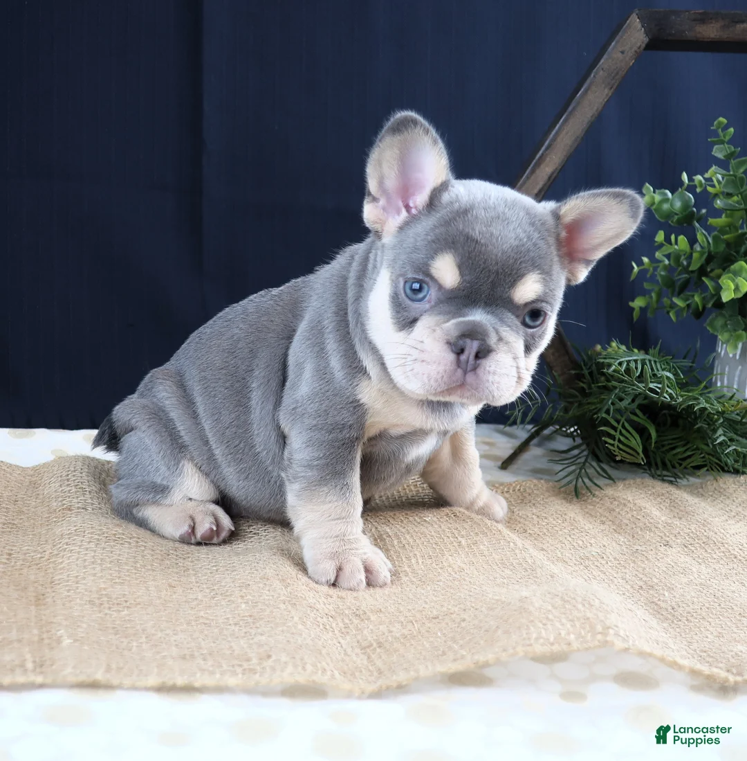 French Bulldog dogs for sale: Macy - Ad 1
