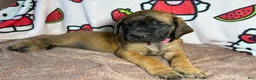 English Mastiff dogs for sale: Sassy (Hot Pink) - Ad 3