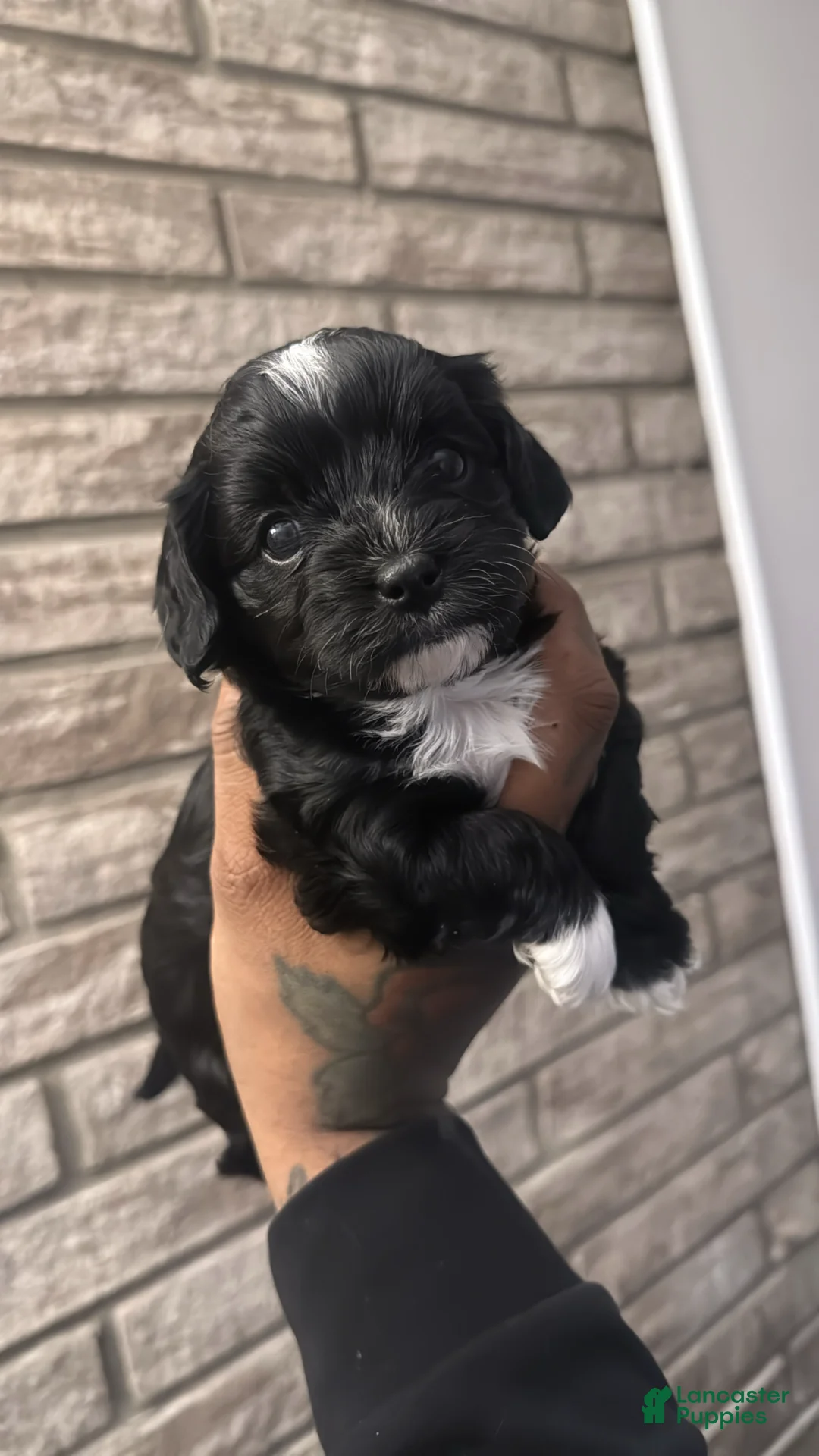 Cavapoo dogs for sale: Ally - Ad 1