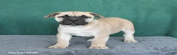 South African Boerboels dogs for sale: Angel - Ad 5