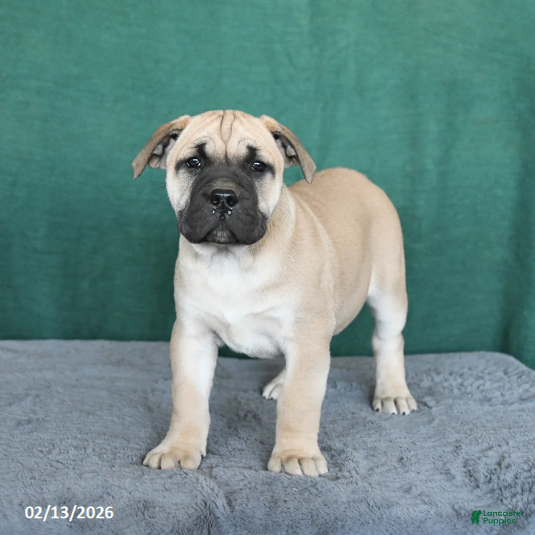 South African Boerboels dogs for sale: Angel - Ad 5