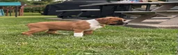 Boxer dogs for sale: Boxer 3 - Ad 10