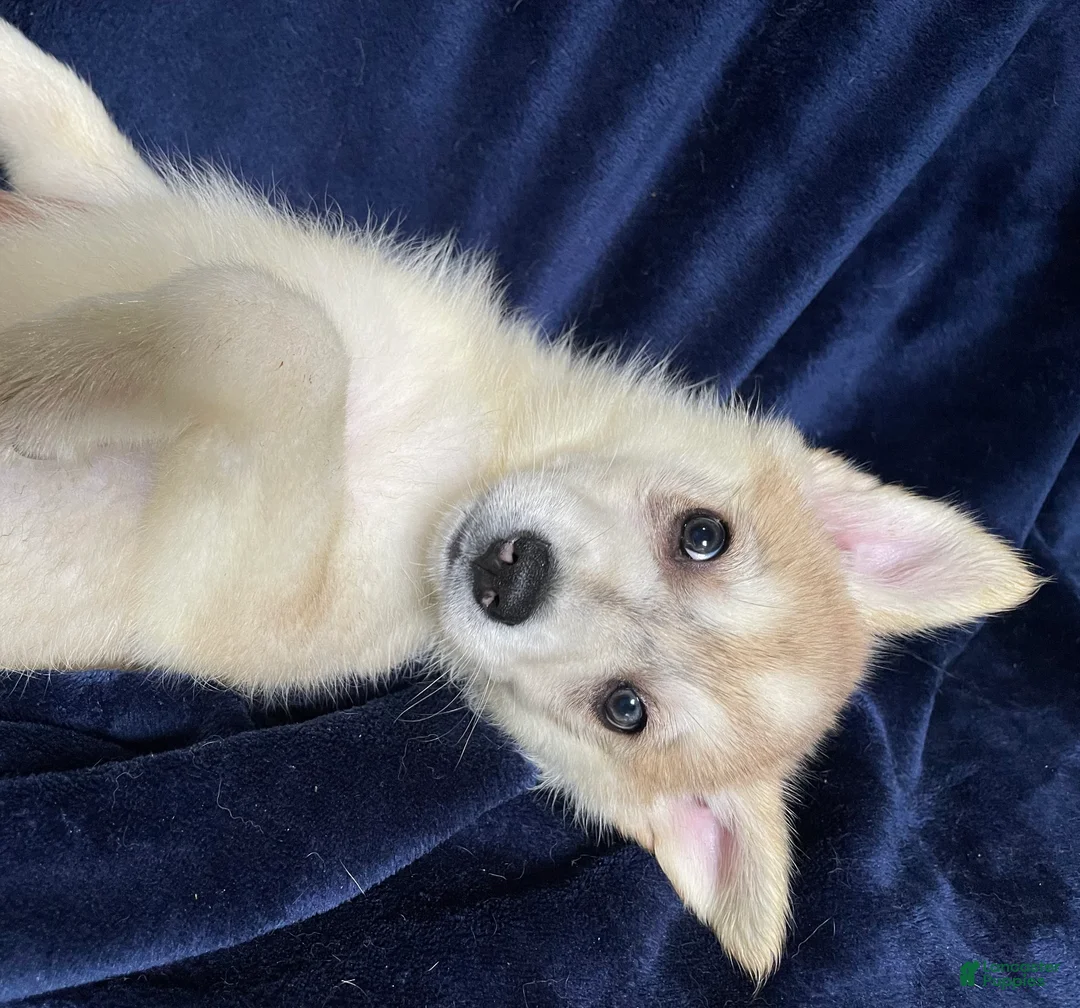 Mixed Breed dogs for sale: Mixed Breed Puppy 5 - Ad 3