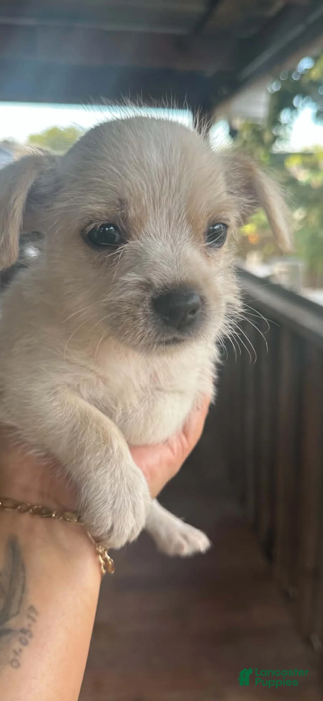 Chihuahua dogs for sale: Chihuahua 1 - Ad 1