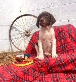 German Shorthaired Pointer dogs Buck🐾AKC Registered❤️Call 717-575-1834 - Ad 8