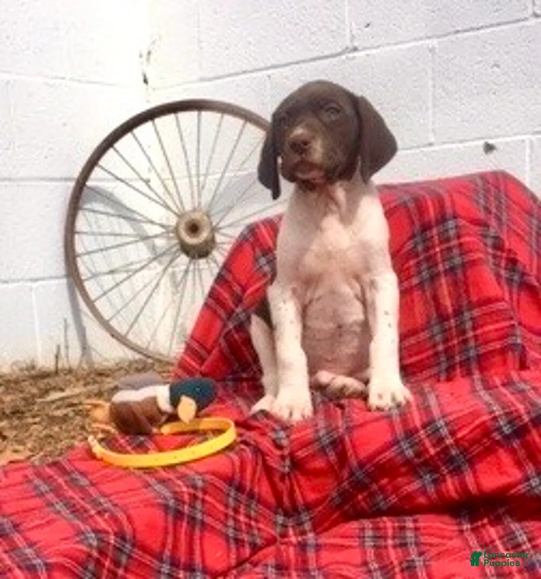 German Shorthaired Pointer dogs for sale: Buck🐾AKC Registered❤️Call 717-575-1834 - Ad 1