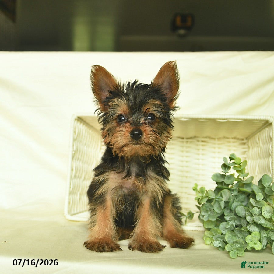 Yorkshire Terrier dogs Boxer - Ad 2