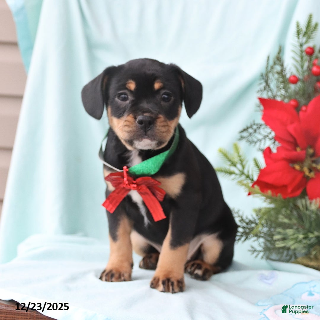 Mixed Breed dogs for sale: April - Ad 3