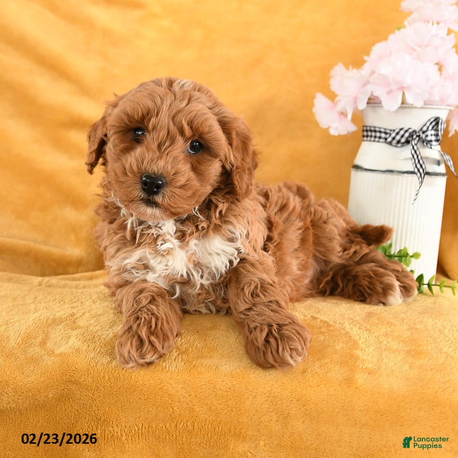 Cavapoo dogs Copper - Ad 1
