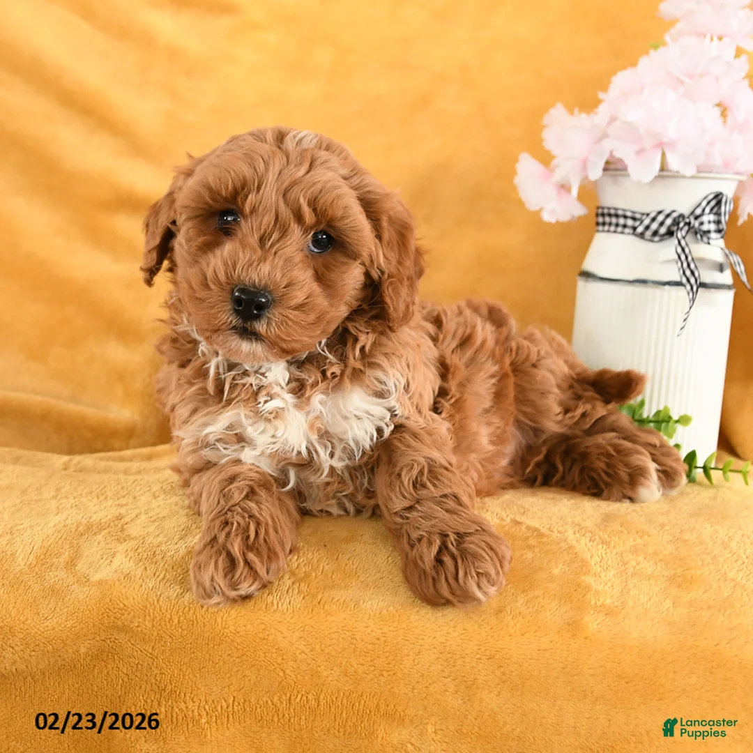 Cavapoo dogs for sale: Copper - Ad 1