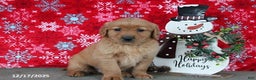 Golden Retriever dogs for sale: Blitz  - Ad 1