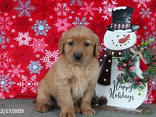 Golden Retriever dogs Blitz - Ad 39