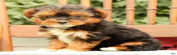 Morkie dogs for sale: Dixie - Ad 9