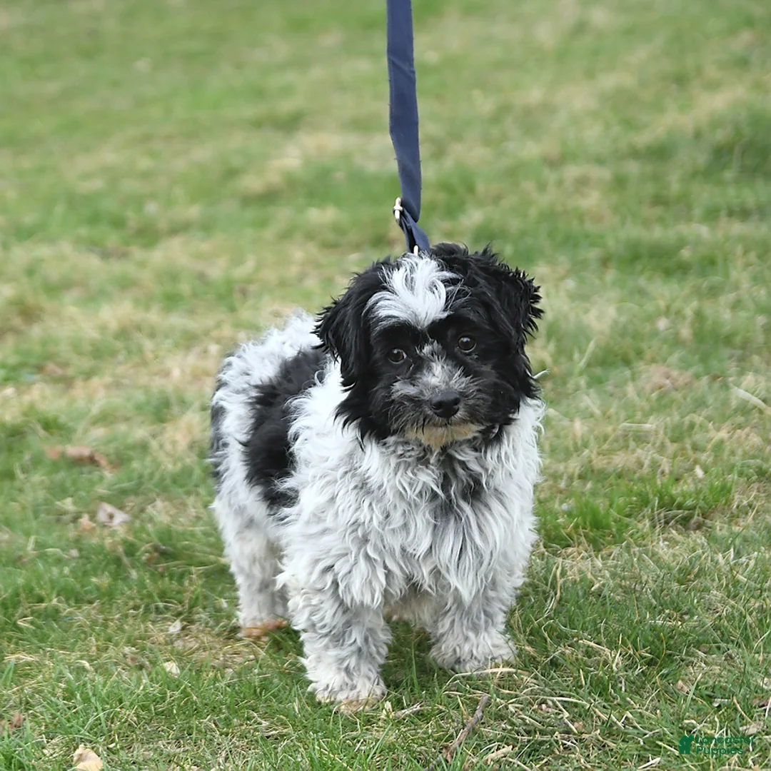 Havanese dogs for sale: Karlos - Ad 6