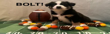 Miniature Australian Shepherd 2