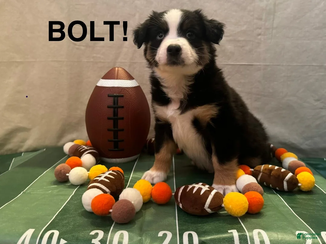 Miniature Australian Shepherd dogs for sale: Miniature Australian Shepherd 2 - Ad 1