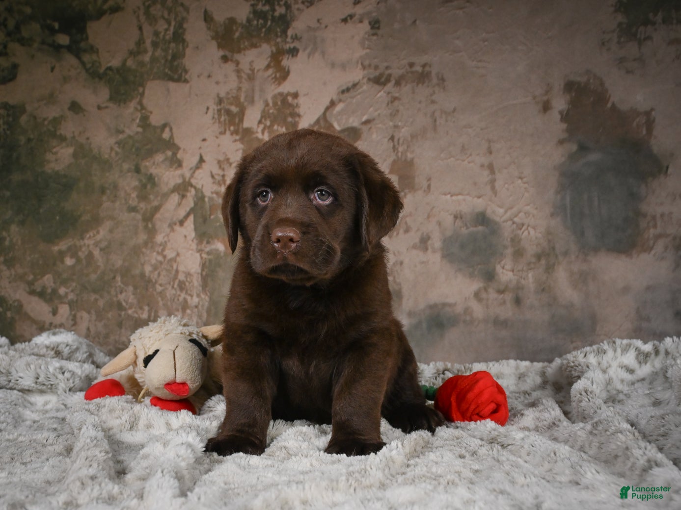 Labrador Retriever dogs Lexi - Ad 2