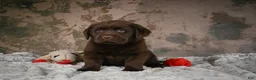 Labrador Retriever dogs for sale: Lexi - Ad 2