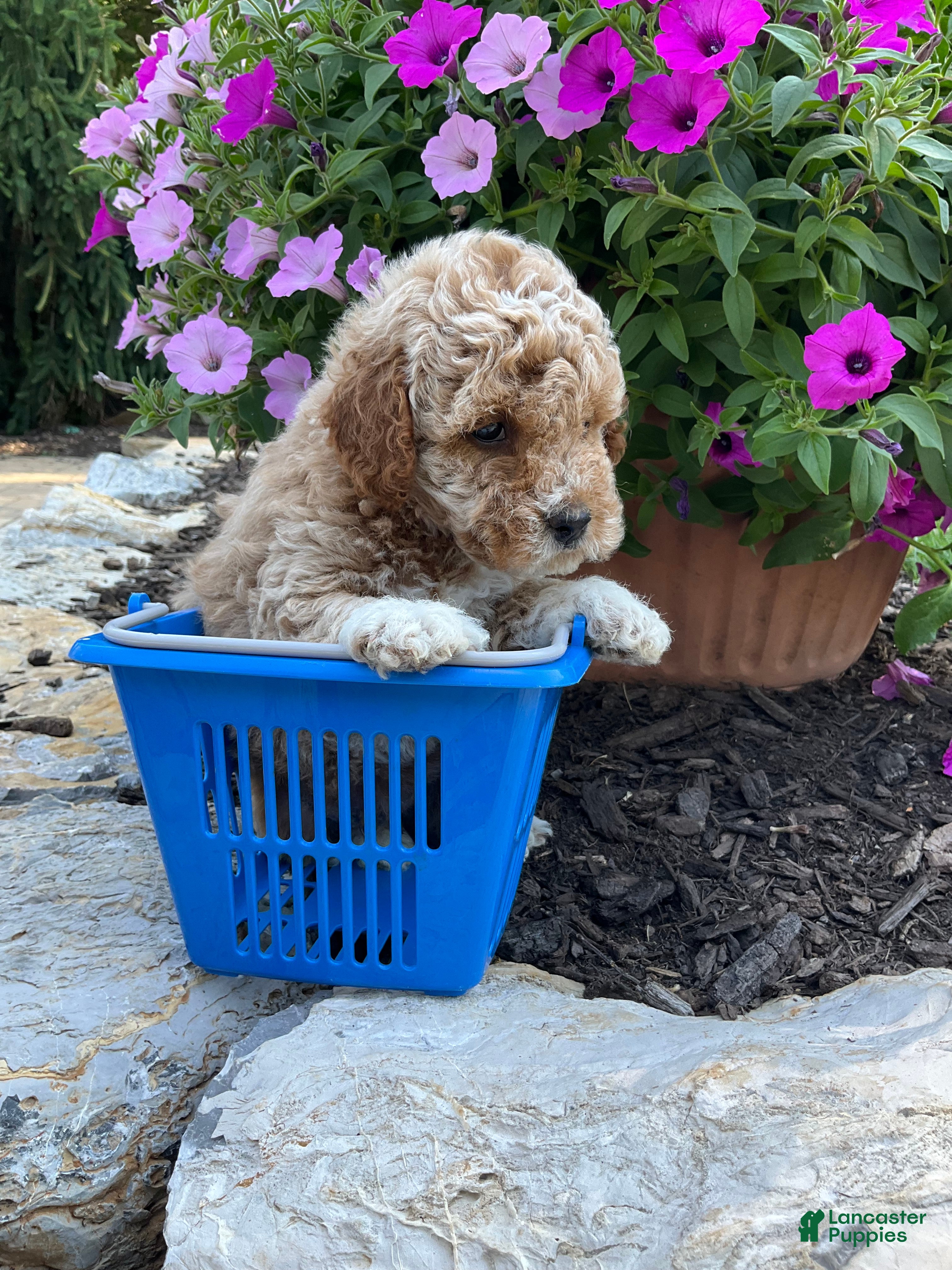 Miniature Poodle dogs Chubby  - Ad 2