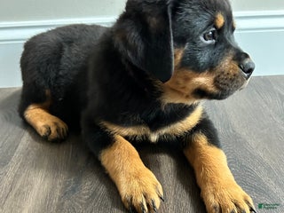 Rottweiler dogs - Ad 29