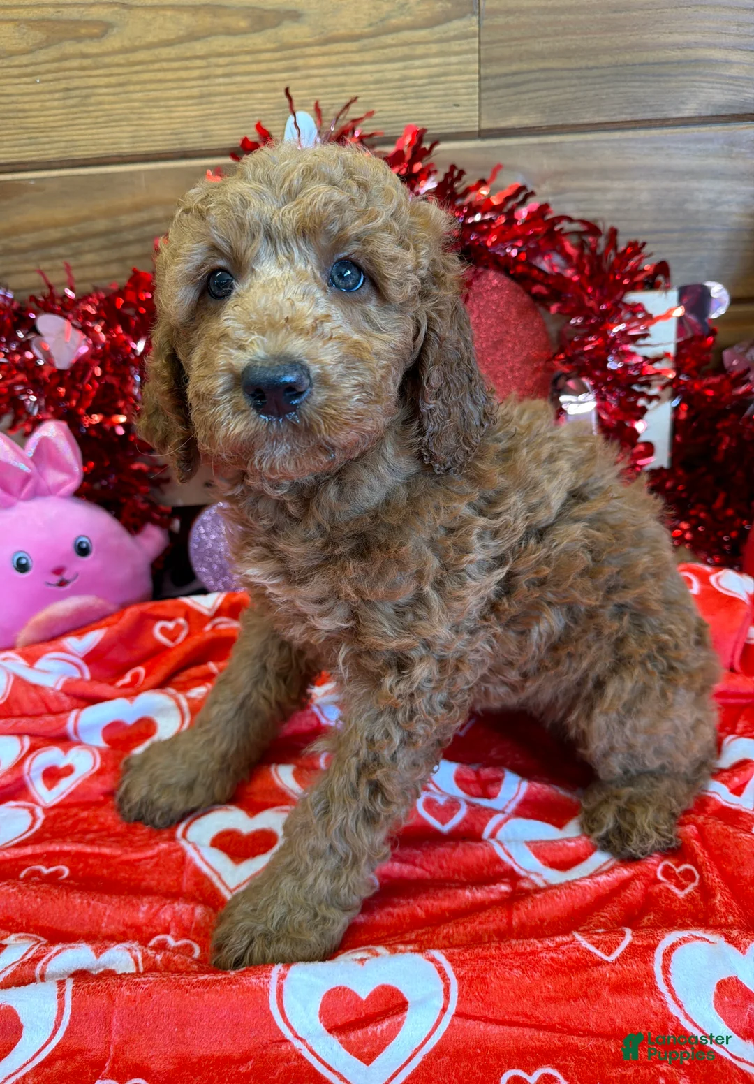 Labradoodle dogs for sale: Kelly - Ad 3