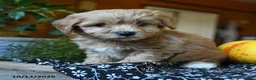 Maltipoo dogs for sale: Cottontail - Ad 2