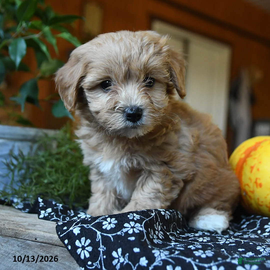 Maltipoo dogs for sale: Cottontail - Ad 2