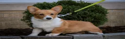 Welsh Corgi Pembroke dogs for sale: Josie Welsh Corgi Pembroke  - Ad 5