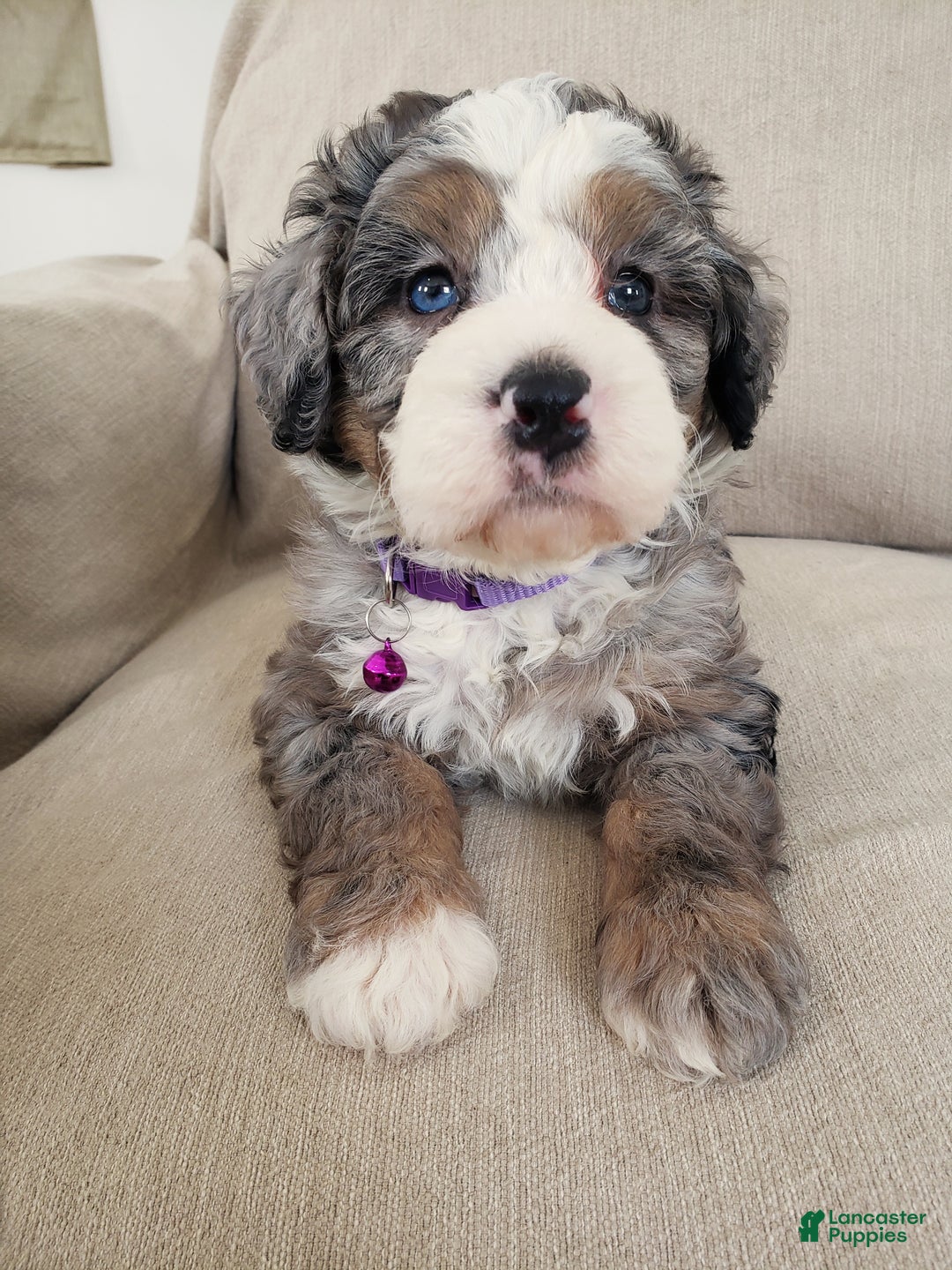 Mini Bernedoodle dogs for sale: Flora - Ad 6