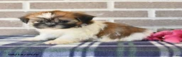 Shih Tzu dogs for sale: Petunia - Ad 4