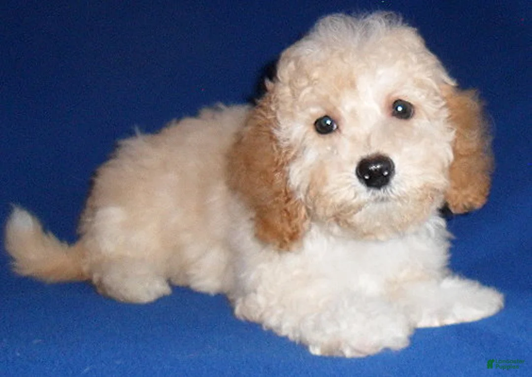 Shihpoo dogs for sale: Nugget - Ad 3
