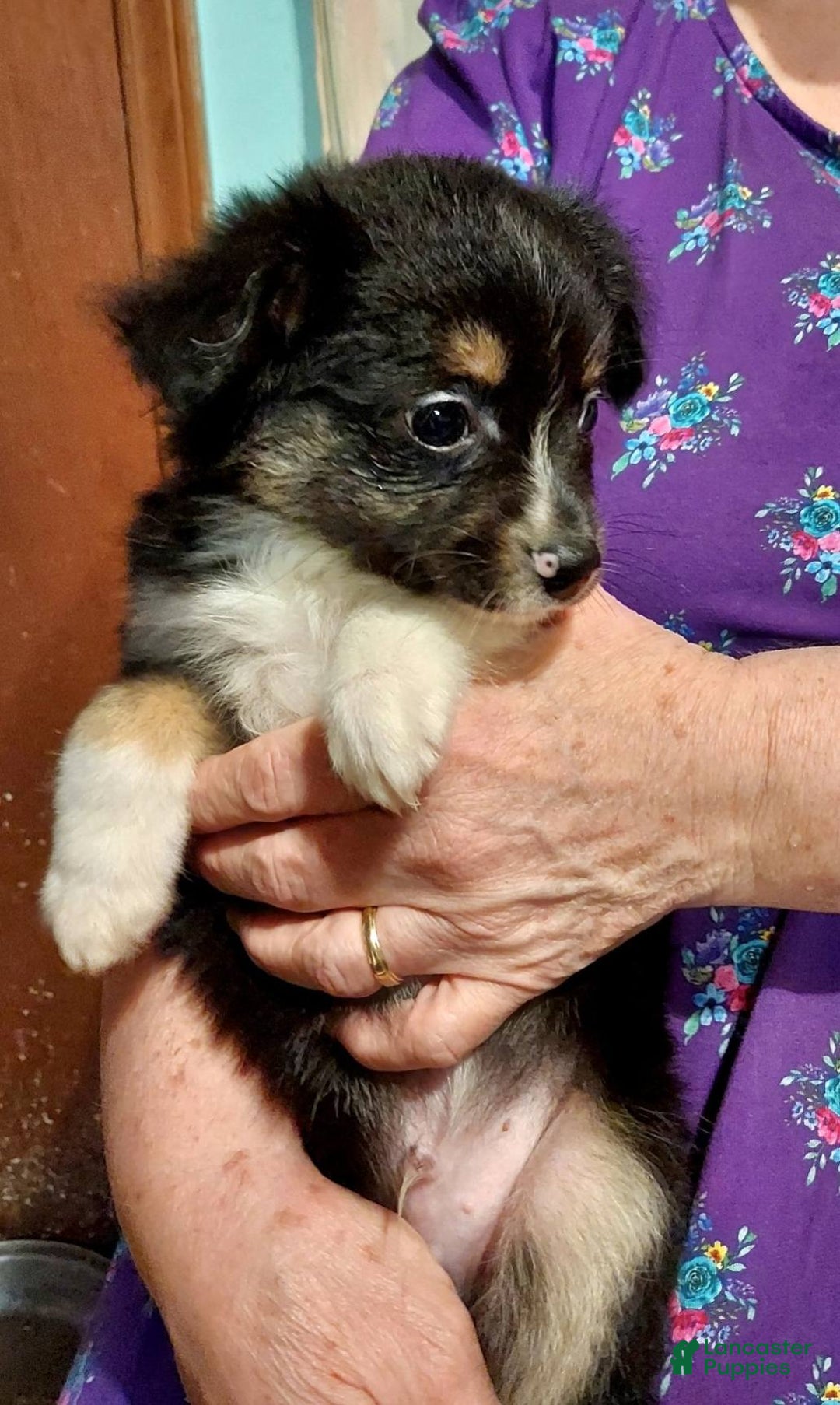 Toy Australian Shepherd dogs for sale: BEAU - Ad 7