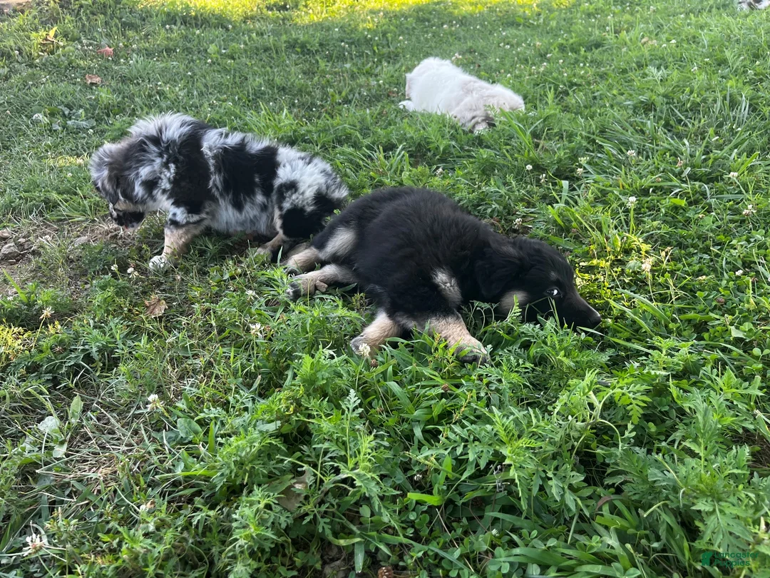 Miniature Australian Shepherd dogs for sale: Jax - Ad 2