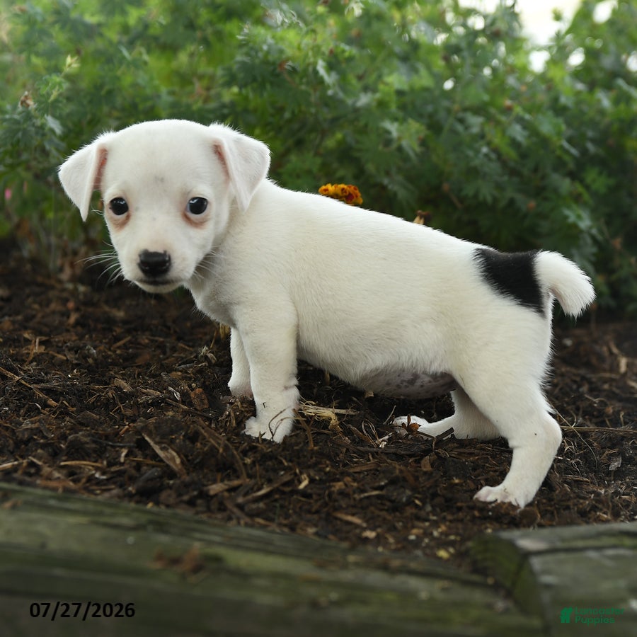 Jack Russell Terrier dogs Glenda - Ad 2