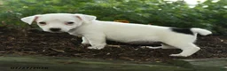 Jack Russell Terrier dogs for sale: Glenda - Ad 2