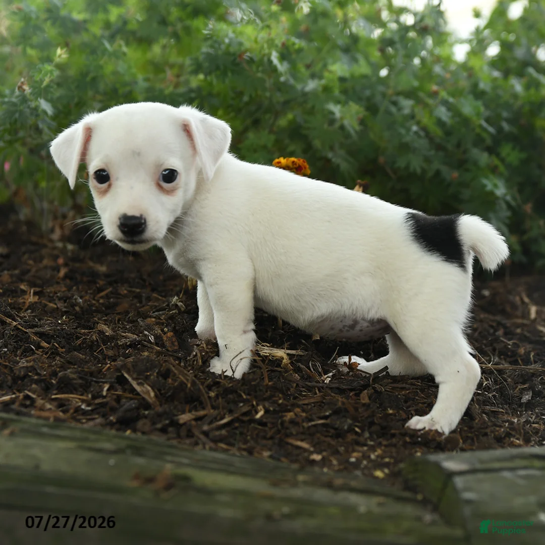 Jack Russell Terrier dogs for sale: Glenda - Ad 2