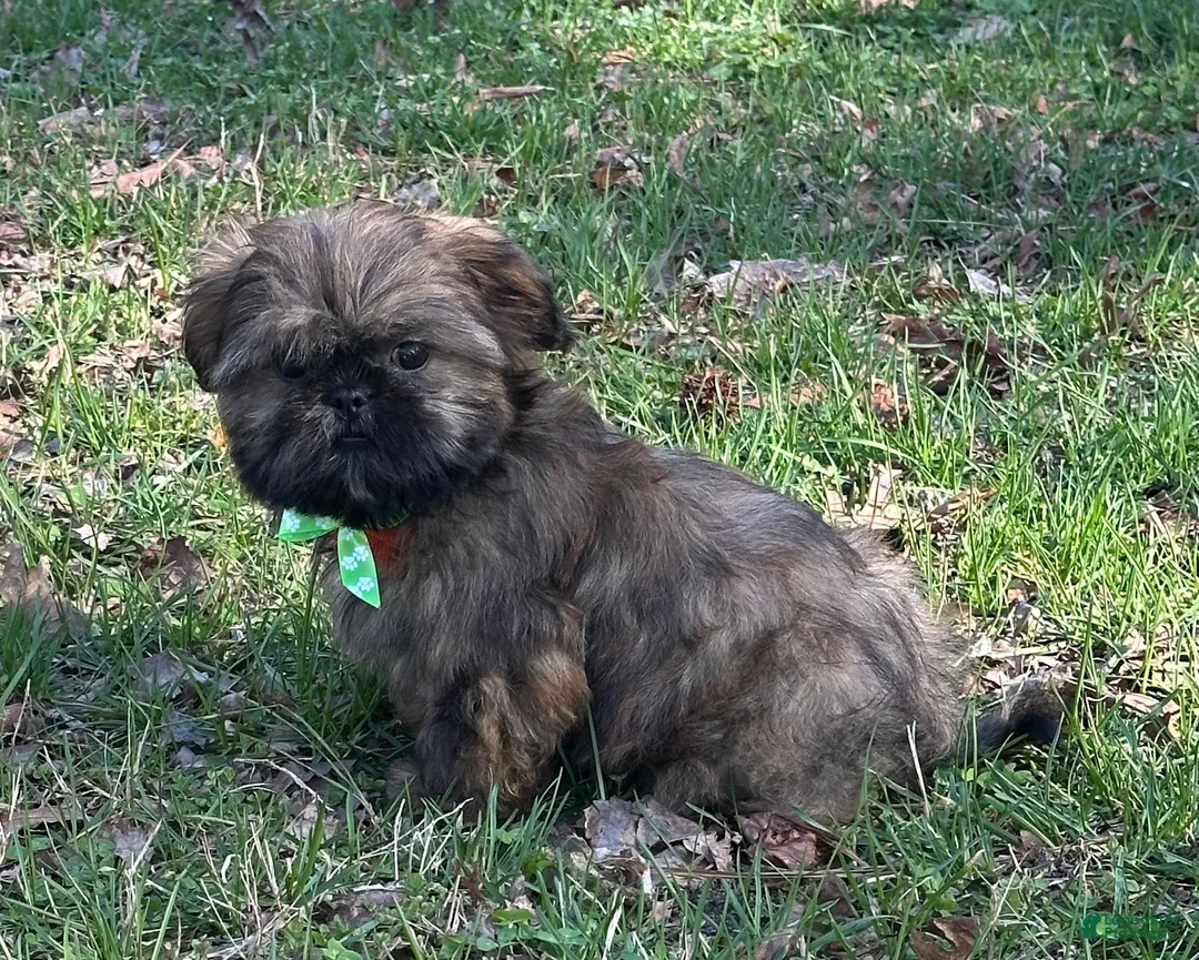 Shih Tzu dogs for sale: Rodger  - Ad 2